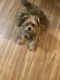 YorkiePoo Puppies for sale in Queens, NY, USA. price: NA
