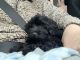 YorkiePoo Puppies for sale in Grand Prairie, TX 75052, USA. price: NA
