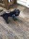 YorkiePoo Puppies for sale in Pen Argyl, PA 18072, USA. price: NA