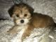 YorkiePoo Puppies for sale in Dayton, OH 45405, USA. price: NA