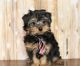 YorkiePoo Puppies for sale in Harrisonburg, VA 22802, USA. price: NA