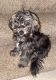 YorkiePoo Puppies for sale in 6424 Longford Rd, Dayton, OH 45424, USA. price: NA