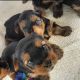 YorkiePoo Puppies for sale in Macomb, MI 48042, USA. price: NA