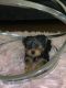 YorkiePoo Puppies for sale in Huron Valley Trail, Lyon Charter Twp, MI, USA. price: $600