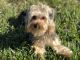 YorkiePoo Puppies for sale in Pinellas County, FL, USA. price: NA