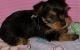 YorkiePoo Puppies for sale in 425 Ewing St NW, Huntsville, AL 35805, USA. price: $800