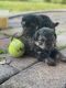 YorkiePoo Puppies for sale in Fort Lauderdale, FL, USA. price: $1,900