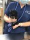 YorkiePoo Puppies for sale in Bowling Green, KY, USA. price: $1,750