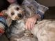 YorkiePoo Puppies for sale in Dunn, NC 28334, USA. price: NA