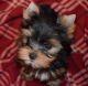YorkiePoo Puppies for sale in Baltimore, MD, USA. price: $900