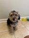 YorkiePoo Puppies for sale in Charlotte, NC, USA. price: $1,000