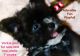 YorkiePoo Puppies for sale in Bridgewater, IA 50837, USA. price: $550