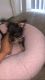 YorkiePoo Puppies for sale in Kenner, LA, USA. price: NA