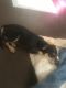 YorkiePoo Puppies for sale in Charlotte, NC, USA. price: $250