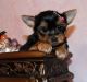 YorkiePoo Puppies for sale in Arizona City, AZ 85123, USA. price: NA