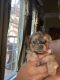 YorkiePoo Puppies for sale in Peachtree Corners, GA, USA. price: $5,000
