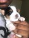 YorkiePoo Puppies for sale in Brooklyn, NY 11224, USA. price: $800
