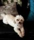 YorkiePoo Puppies for sale in Charlotte, NC, USA. price: $200