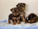 YorkiePoo Puppies for sale in Merrillville, IN, USA. price: NA
