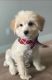 YorkiePoo Puppies for sale in Colorado Springs, CO, USA. price: $2,000