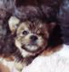 YorkiePoo Puppies for sale in Bridgewater, IA 50837, USA. price: NA