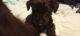 YorkiePoo Puppies for sale in Palm Bay, FL, USA. price: $500