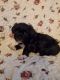 YorkiePoo Puppies for sale in Harlan, KY, USA. price: $1,000