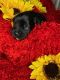 YorkiePoo Puppies for sale in Portsmouth, VA, USA. price: NA