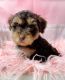 YorkiePoo Puppies for sale in Kinston, NC 28501, USA. price: $2,000