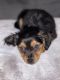 YorkiePoo Puppies for sale in Stamford, CT 06902, USA. price: $1,600