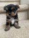 YorkiePoo Puppies for sale in Atlanta, GA, USA. price: $1,500