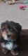 YorkiePoo Puppies for sale in Friendship, WI 53934, USA. price: $4