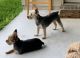 YorkiePoo Puppies for sale in Jonesboro, AR, USA. price: $1,600