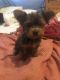 YorkiePoo Puppies for sale in Panorama City, Los Angeles, CA, USA. price: NA