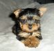 YorkiePoo Puppies for sale in 862 NJ-33, Hamilton Township, NJ 08619, USA. price: NA