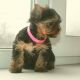 YorkiePoo Puppies for sale in New York, NY, USA. price: $300