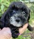 YorkiePoo Puppies for sale in Georgetown, TX, USA. price: $1,999