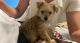 YorkiePoo Puppies for sale in Riverview, FL, USA. price: $1,500