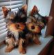 YorkiePoo Puppies for sale in United States Air Force, Raf Mildenhall, Bury Saint Edmunds IP28 8NF, UK. price: 1 GBP
