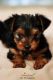 YorkiePoo Puppies for sale in United States Air Force, Raf Mildenhall, Bury Saint Edmunds IP28 8NF, UK. price: 1 GBP