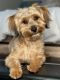 YorkiePoo Puppies for sale in Stratford, CT, USA. price: $1,800