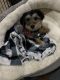 YorkiePoo Puppies for sale in Shelby, MI 49455, USA. price: $1,900