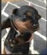 YorkiePoo Puppies for sale in Tappahannock, VA 22560, USA. price: $1,500