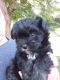 YorkiePoo Puppies for sale in KY-555, Kentucky, USA. price: $300