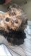 YorkiePoo Puppies for sale in Taylor, MI 48180, USA. price: $2,000