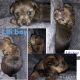 YorkiePoo Puppies for sale in Gilbert, AZ, USA. price: NA