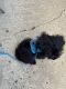 YorkiePoo Puppies for sale in Monroe Township, NJ 08831, USA. price: NA