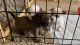 Yorkillon Puppies for sale in Tucson, AZ, USA. price: $275