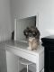Yorkillon Puppies for sale in Paterson, NJ 07504, USA. price: NA