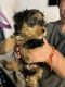 Yorkillon Puppies for sale in 6312 Lakeview Dr., San Antonio, TX 78244, USA. price: NA
